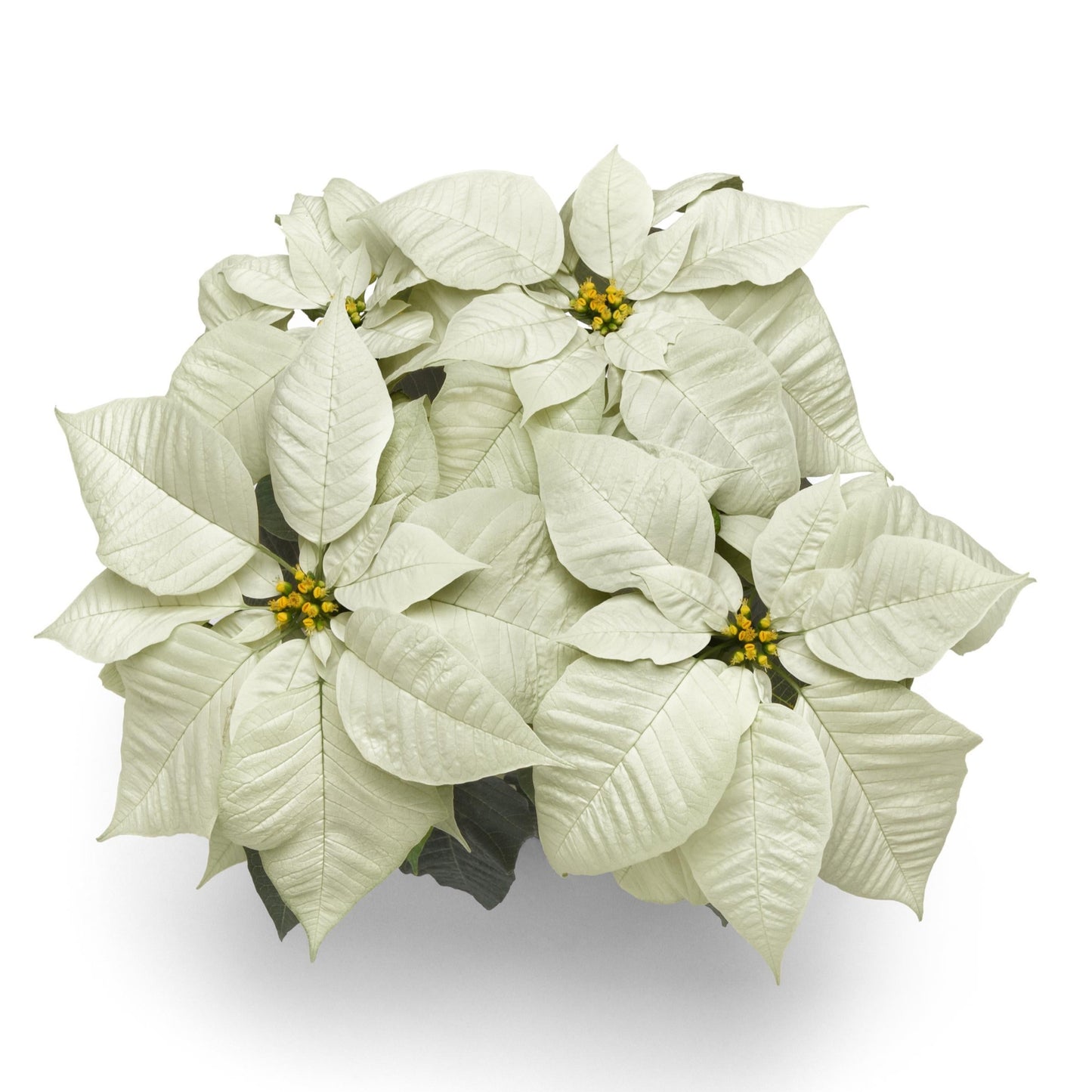 Poinsettia | Early Elegance White - 4 Inch