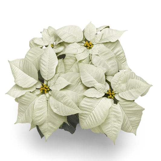 Poinsettia | Early Elegance White - 4 Inch