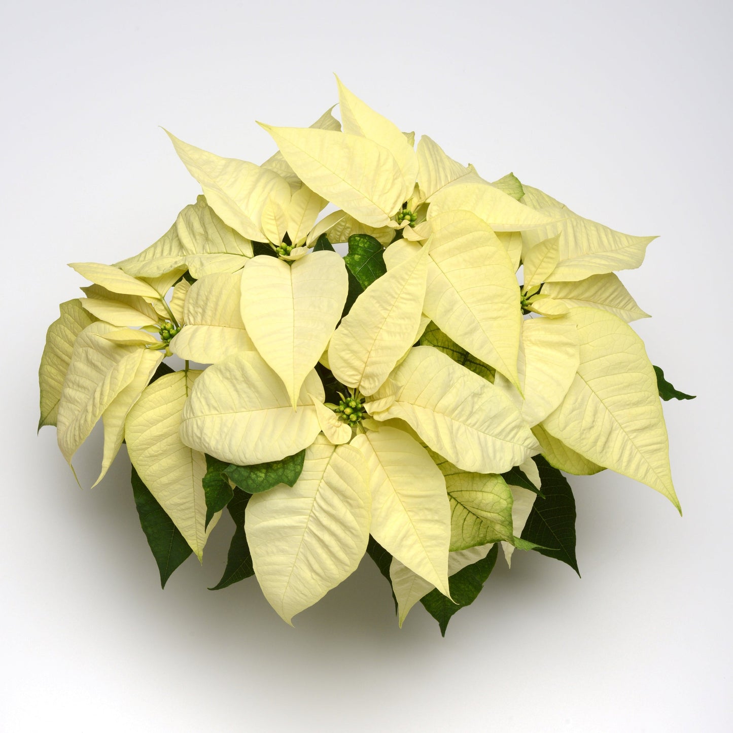 Poinsettia | Christmas Joy White - 10 Inch