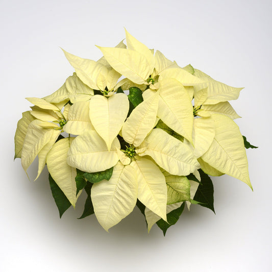 Poinsettia | Christmas Joy White - 10 Inch
