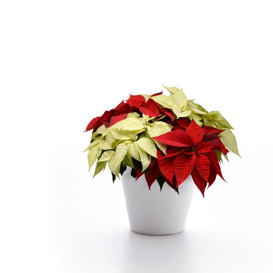 Euphorbia | Mixed Poinsettia