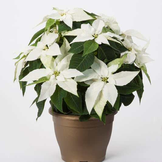 Poinsettia | Princettia Pure White - 4 Inch