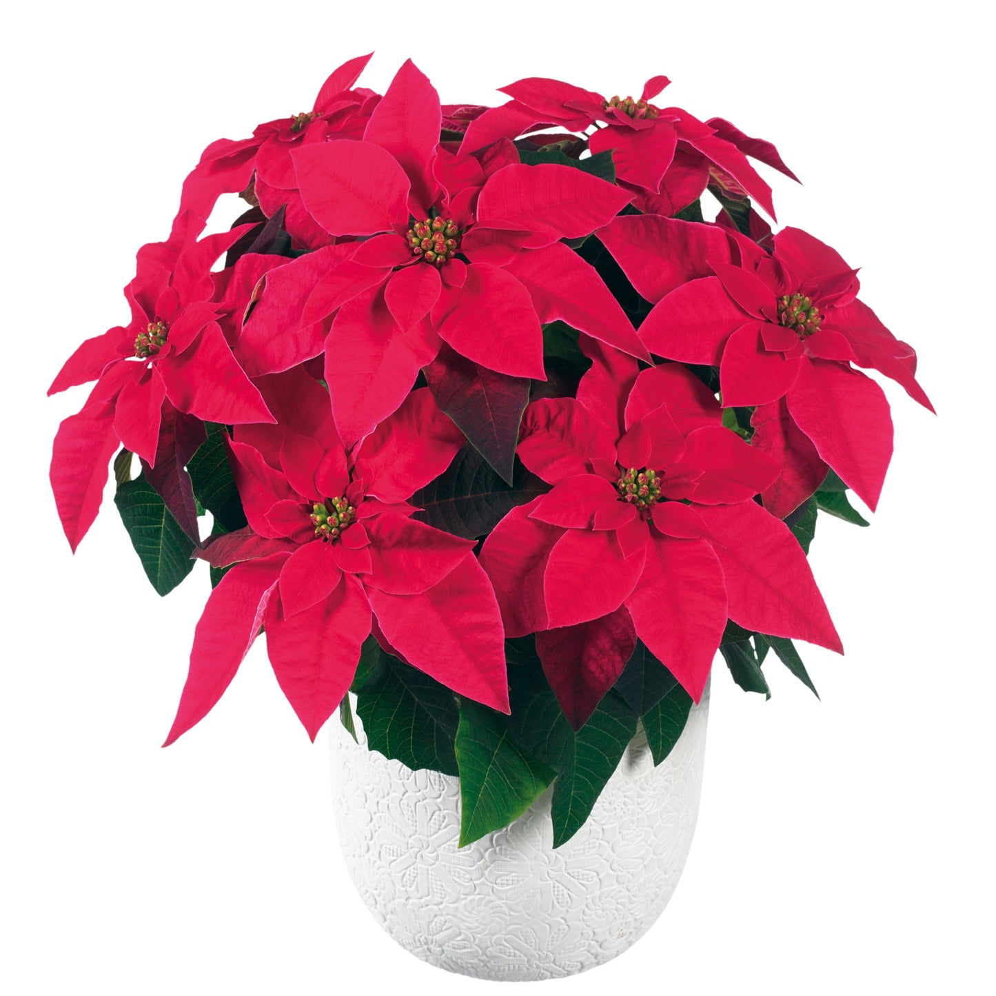 Euphorbia | Princettia Poinsettia