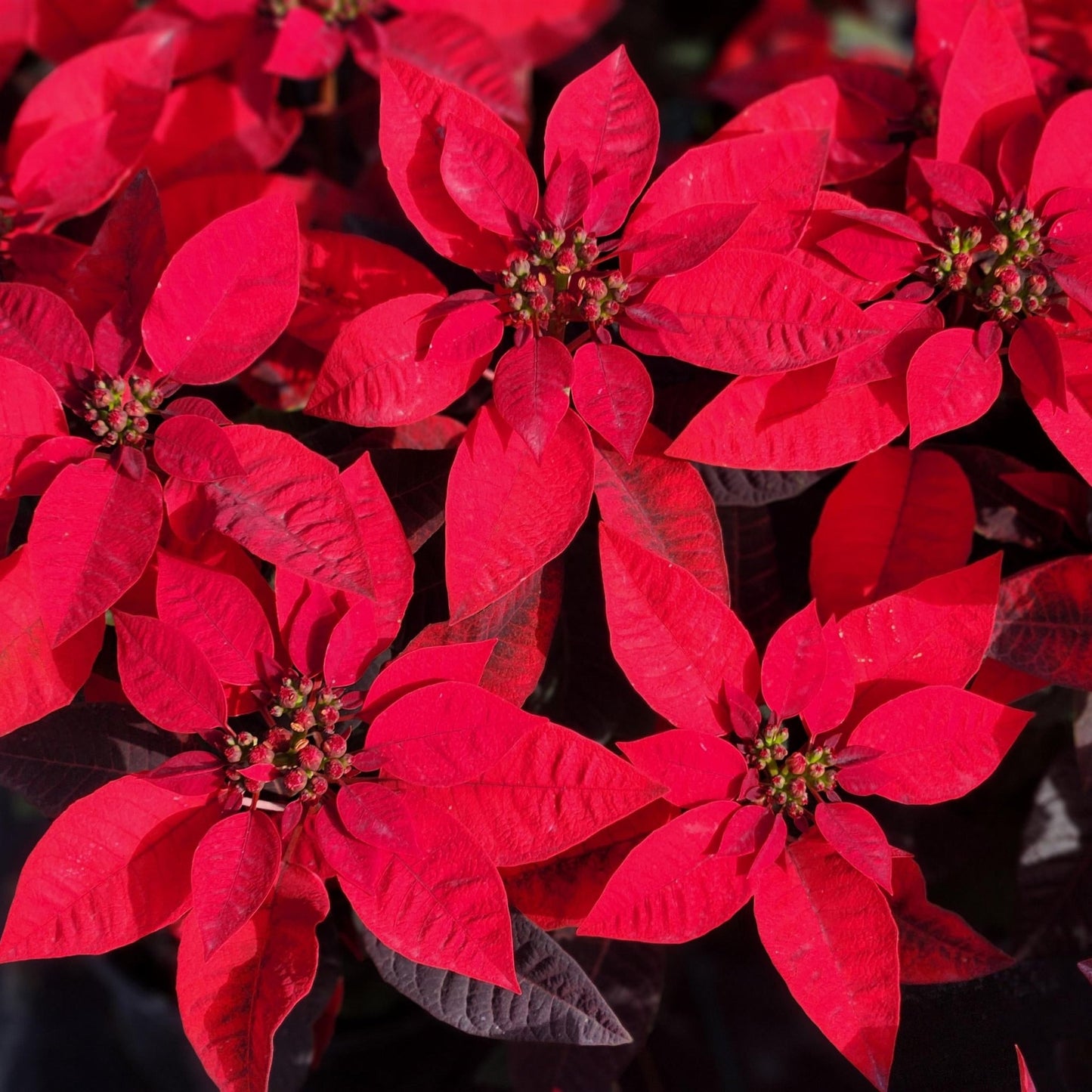 Poinsettia | Princettia - 12 Inch Oval
