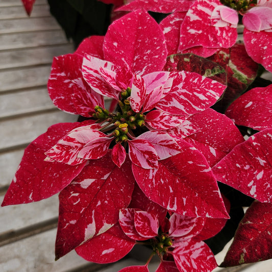 Poinsettia | Princettia Sparkling Rouge - 4 Inch