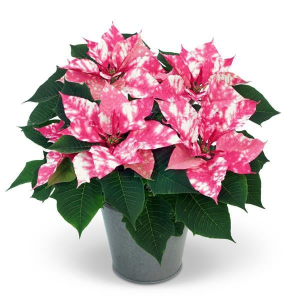Poinsettia | Sky Pink - 6 Inch