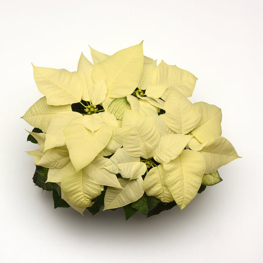 Poinsettia | Snowy White - 6 Inch