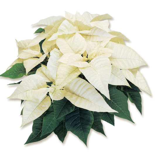 Poinsettia | Whitestar - 10 Inch