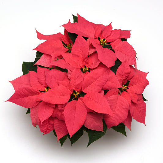 Poinsettia | Christmas Wish Pink - 4 Inch