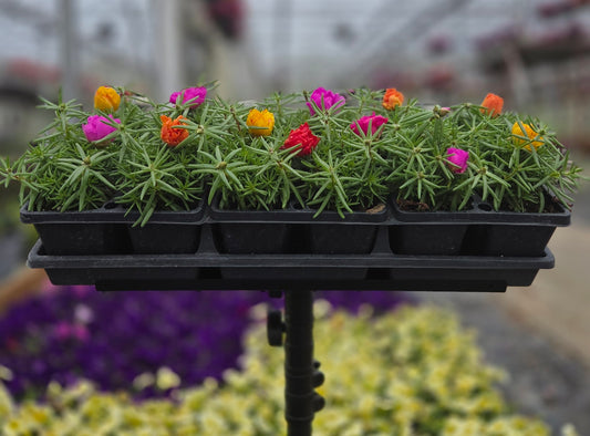 Portulaca | Happy Trails - 4 Pack
