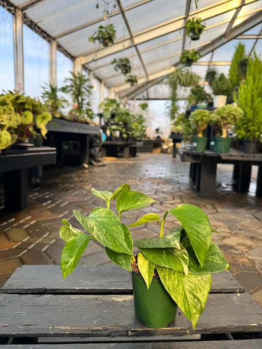Epipremnum | Marble Queen Pothos - 4 Inch