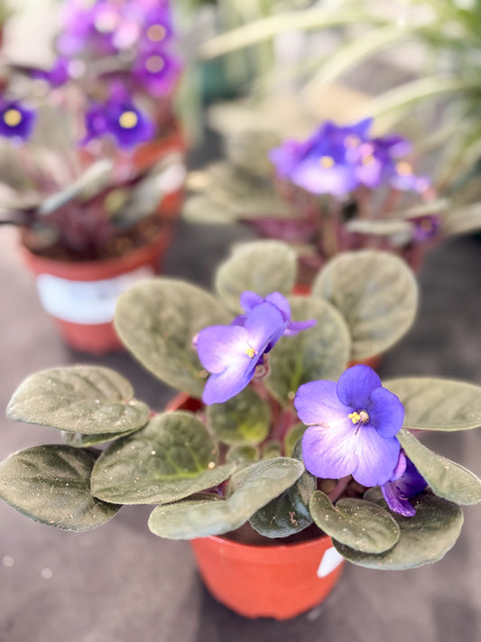 Potted African violet with purple flowers on a blurred background