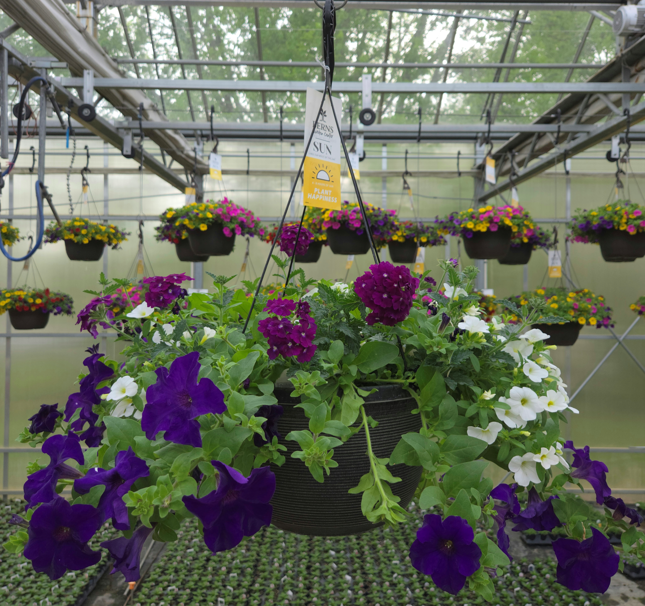 ColorWave | Purple Passion - Grand Hanging Basket