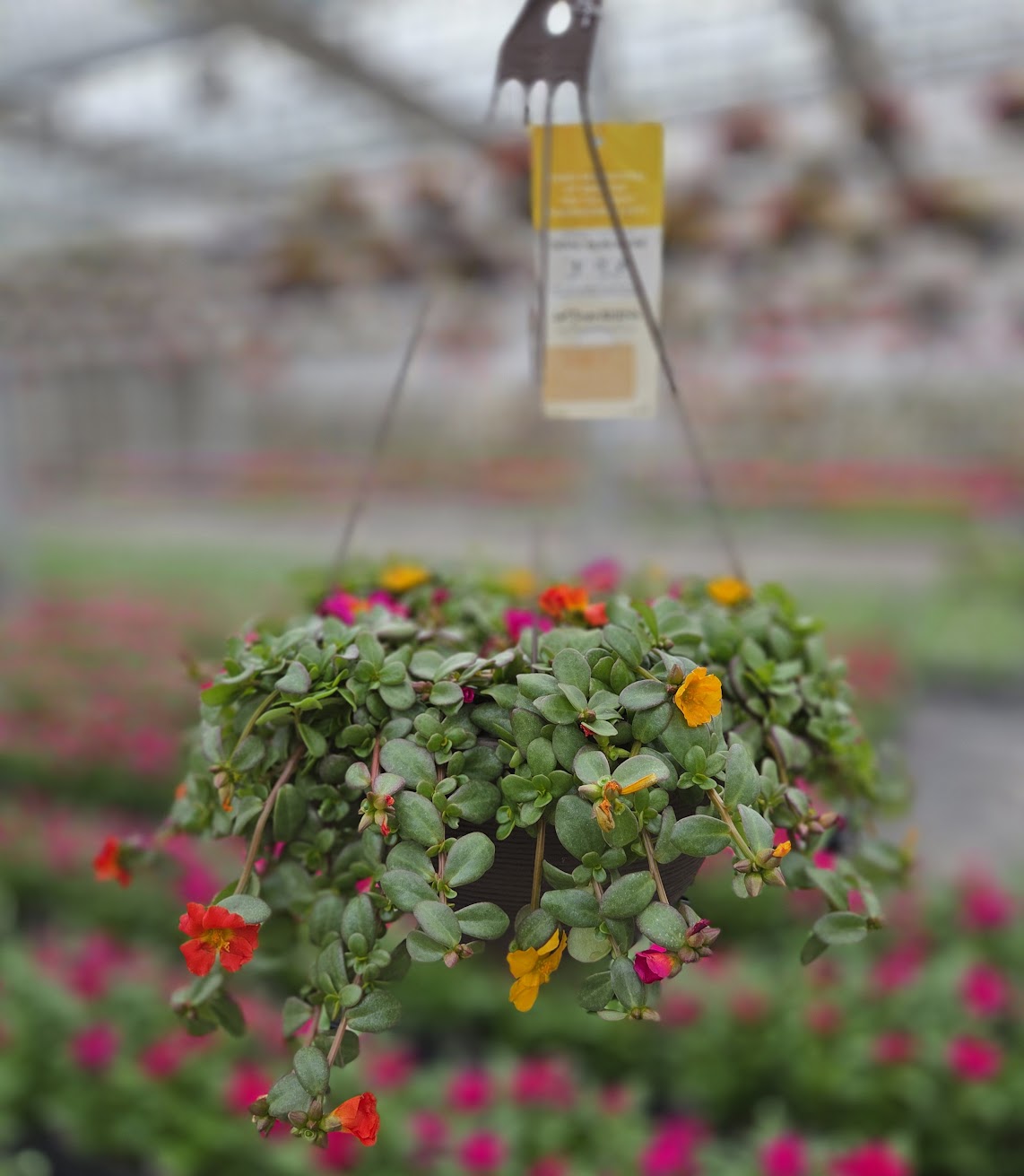 Purslane | Citrus Crush - Medium Hanging Basket