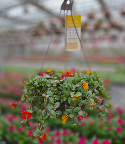 Purslane | Citrus Crush - Medium Hanging Basket