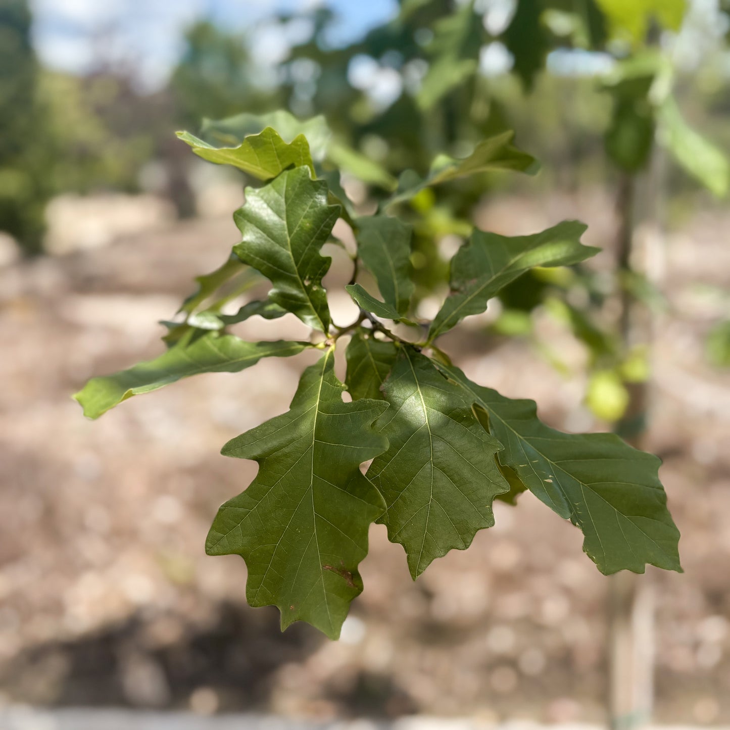 Quercus | Swamp White Oak - 15 Gallon
