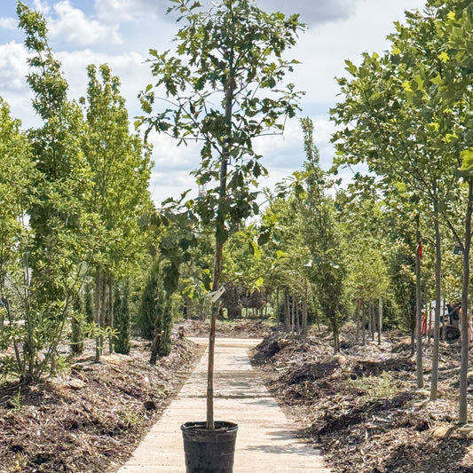 Quercus | Swamp White Oak - 15 Gallon