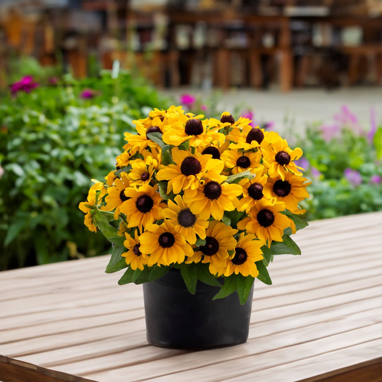 Rudbeckia | Black-Eyed Susan