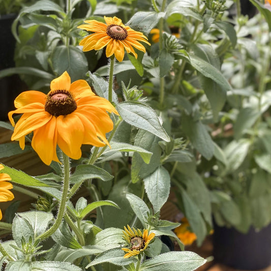 Rudbeckia | Butter Cone - Small Patio Container
