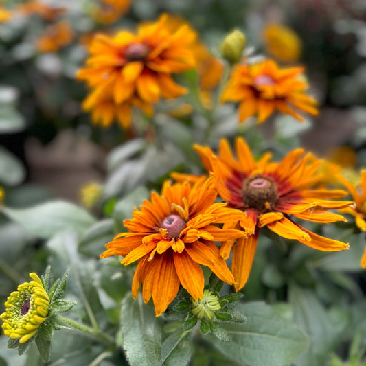 Rudbeckia | Cherokee Sunset - Small Patio Container