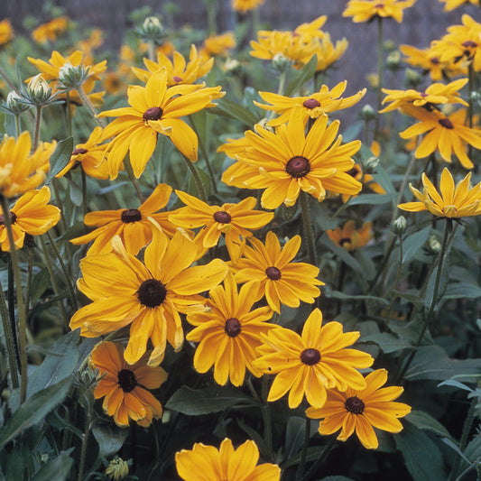 Rudbeckia | Black-Eyed Susan