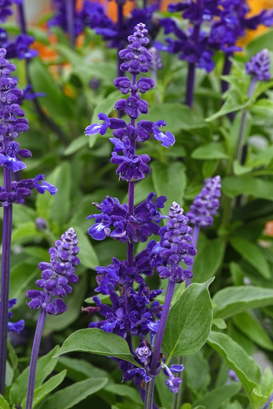 Salvia | Mystical - 1 Quart