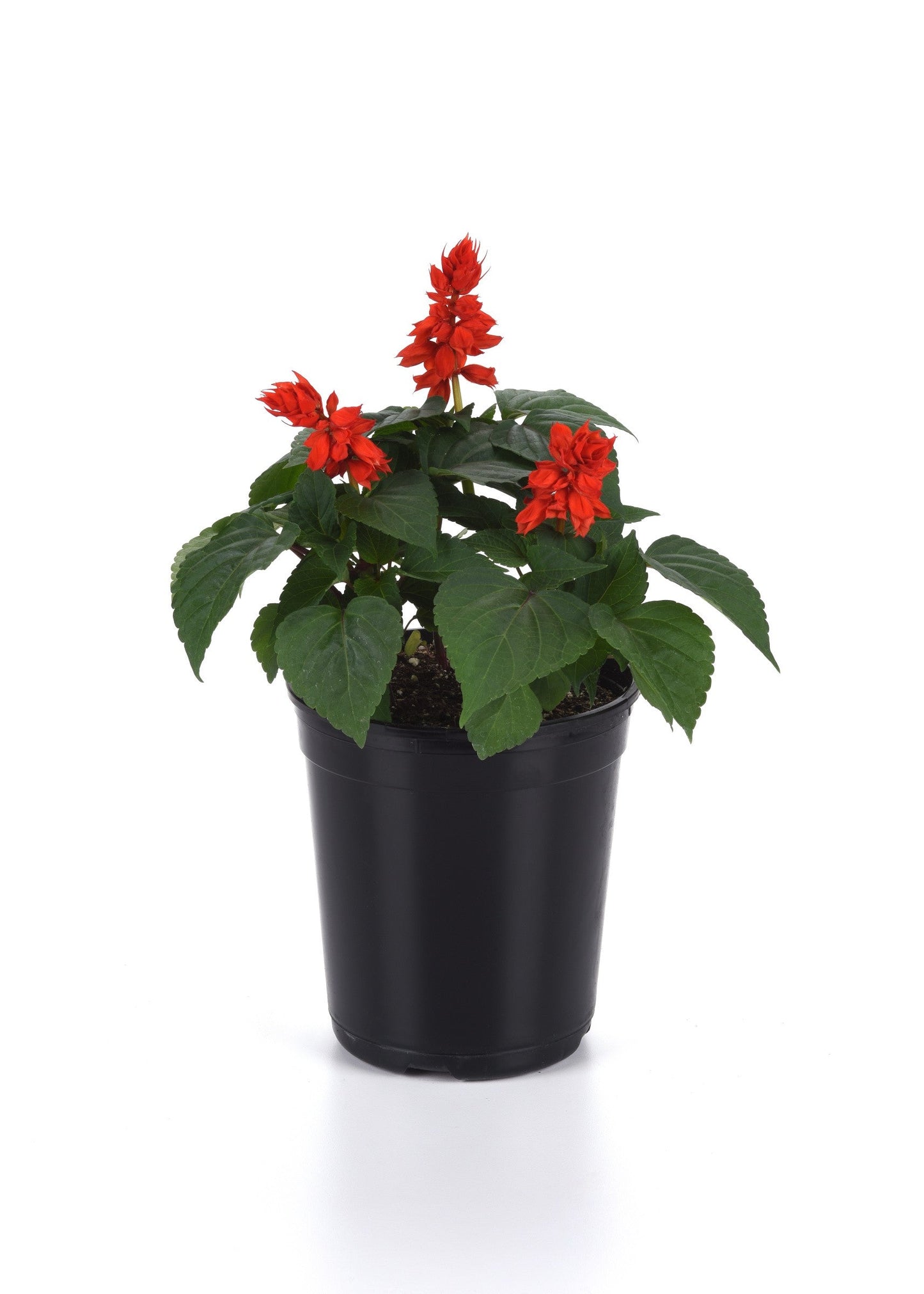 Salvia | Vista - 1 Quart