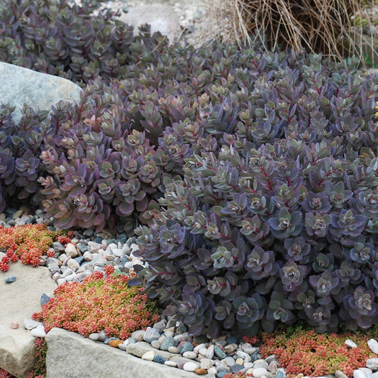 Sedum | SunSparkler - 1 Quart