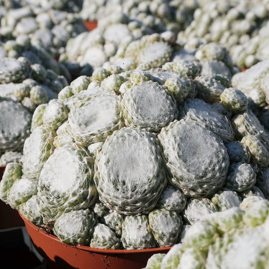 Sempervivum | Colorockz - 1 Quart