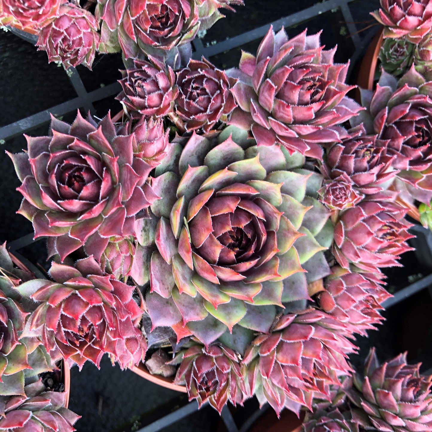 Sempervivum | Colorockz - 1 Quart