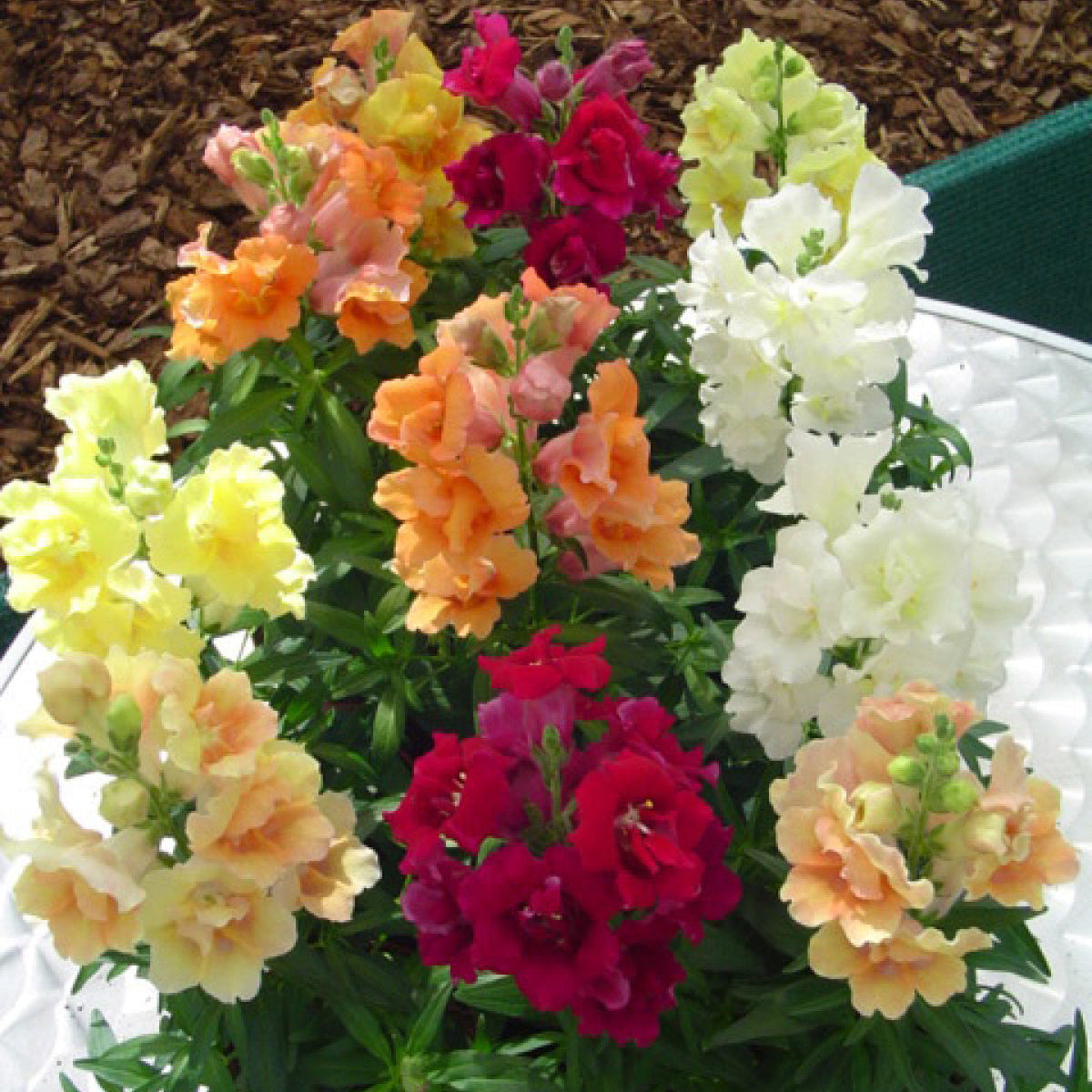 Snapdragon | Twinny - 1 Gallon