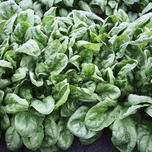 Spinach | Olympia - 1 Pint