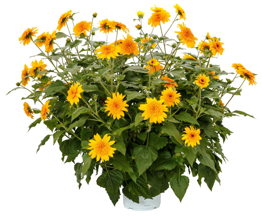 Sunflower | Sunfinity Double Yellow - 1 Gallon