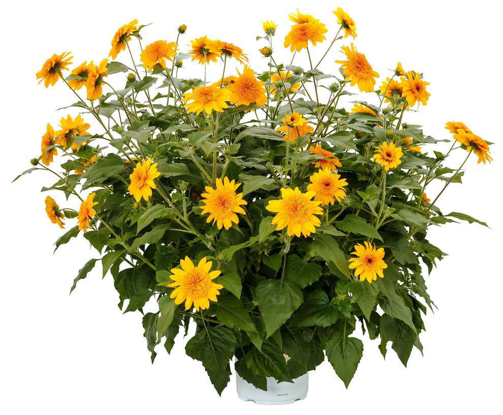 Sunflower Pollinator Favorites | Sunfinity Double Yellow - 1 Gallon ...