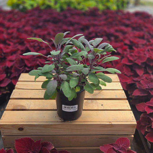 Sage | Purple - 1 Quart