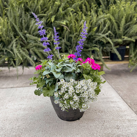 Salvia | Combination Patio Pot