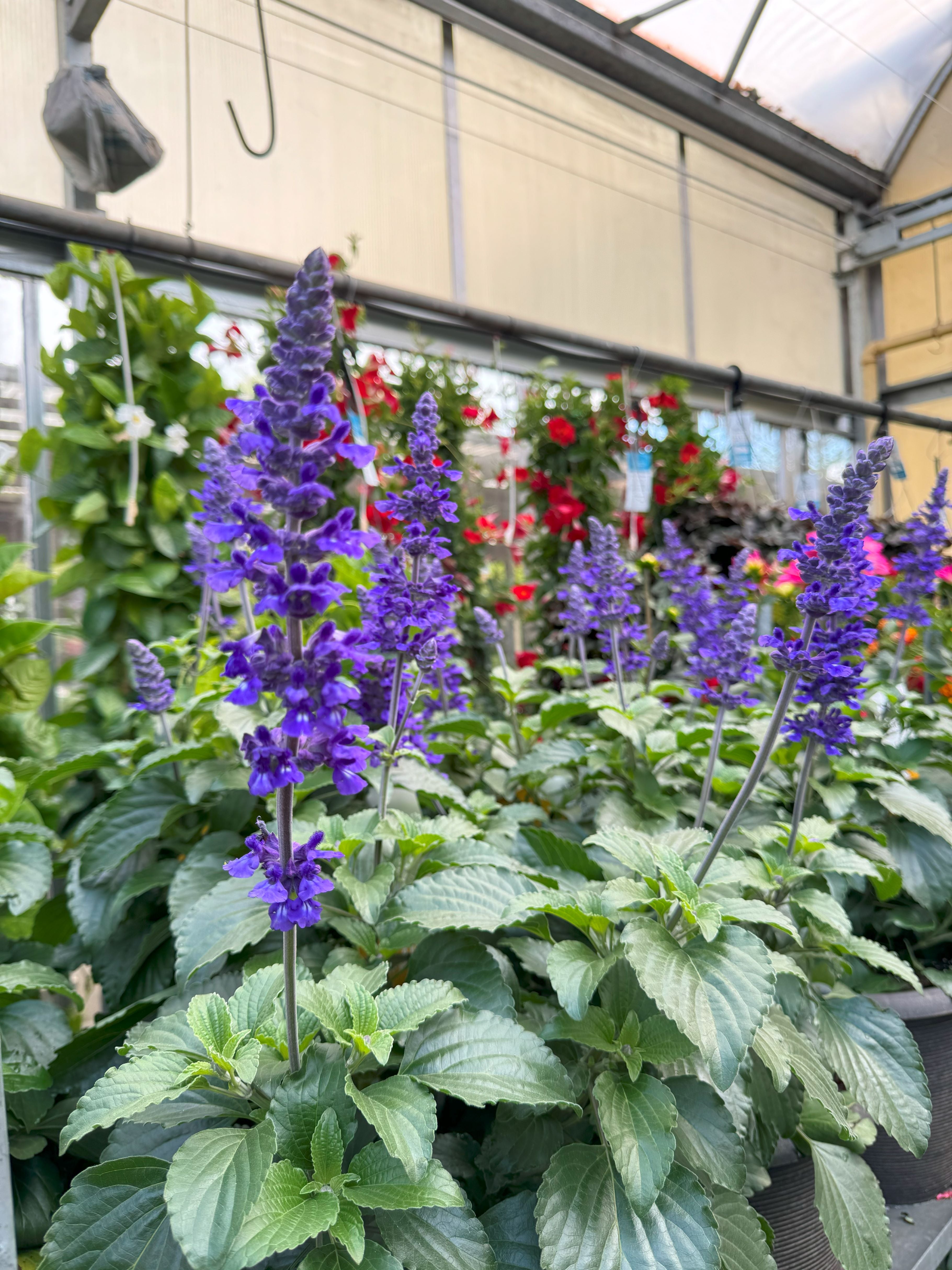 Salvia | Mystic Spires - Medium Patio Container - Berns Garden Center