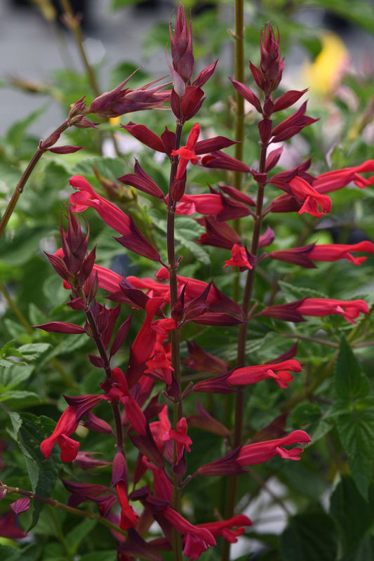 Salvia | Roman Red - 3 Quart