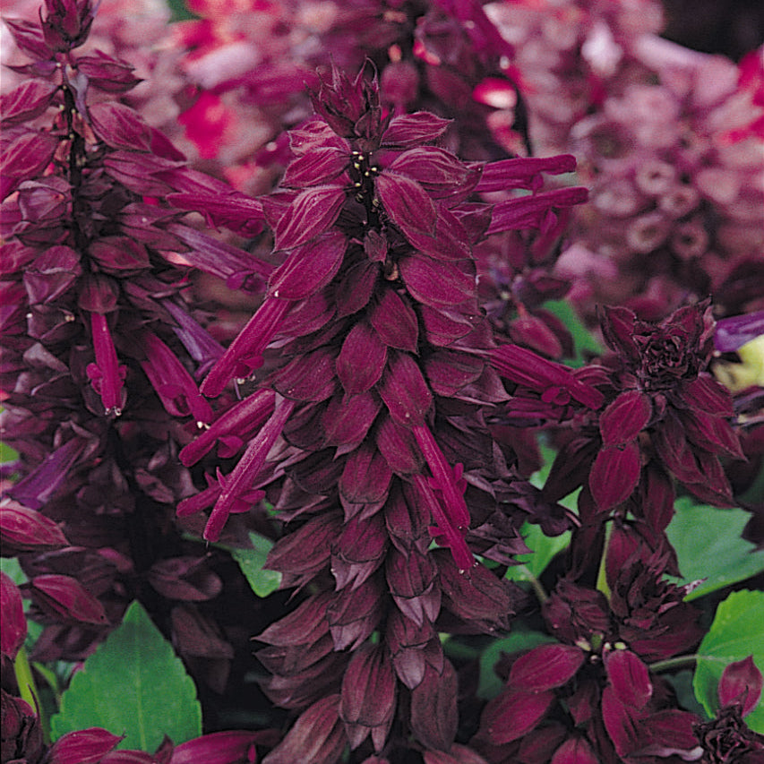 Salvia | Vista - 4 Pack
