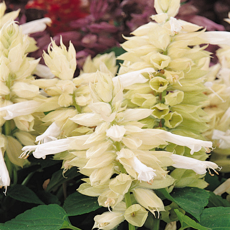 Salvia | Vista - 4 Pack