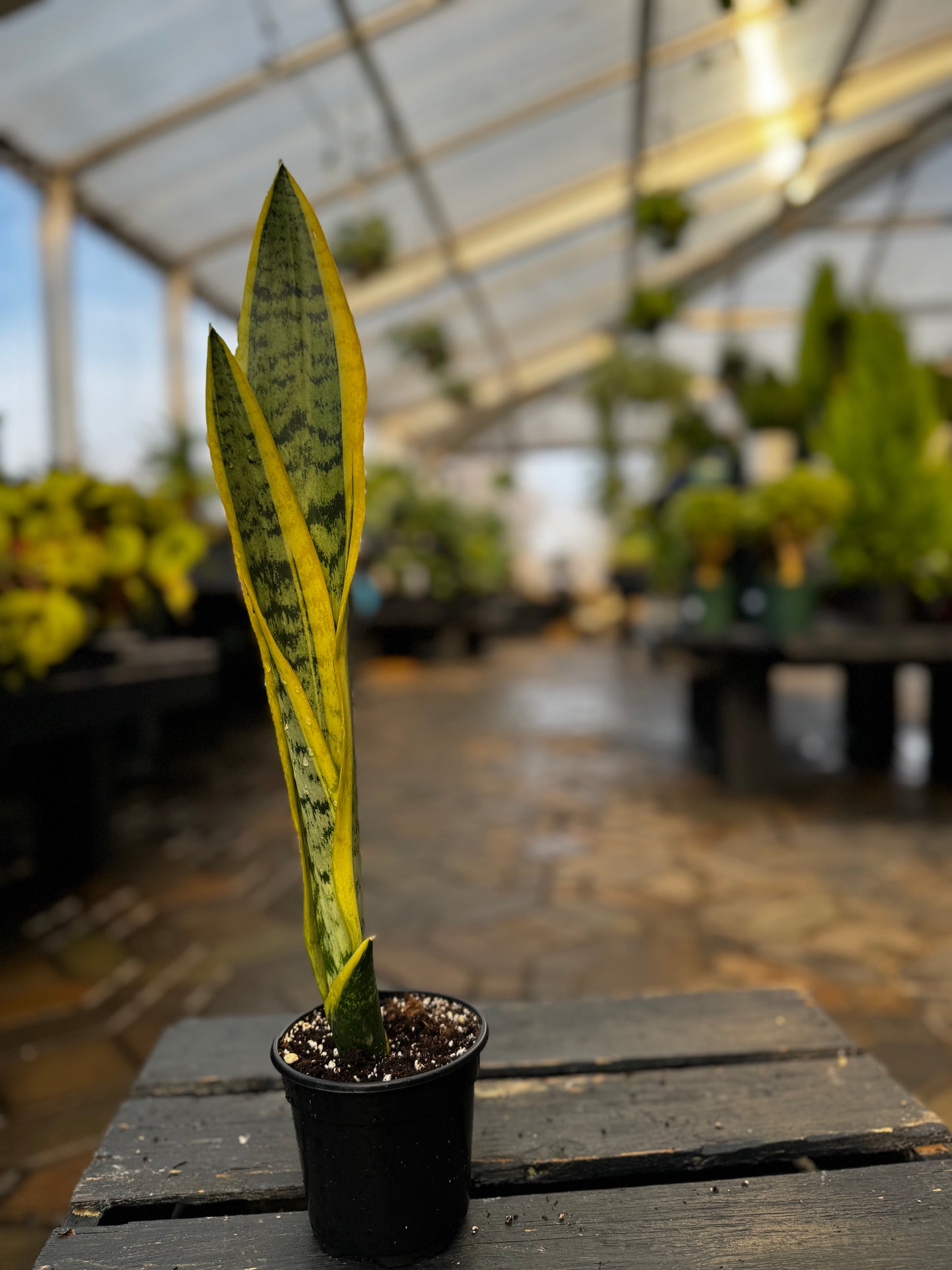 Sansevieria | Laurentii Snake Plant - 4 Inch