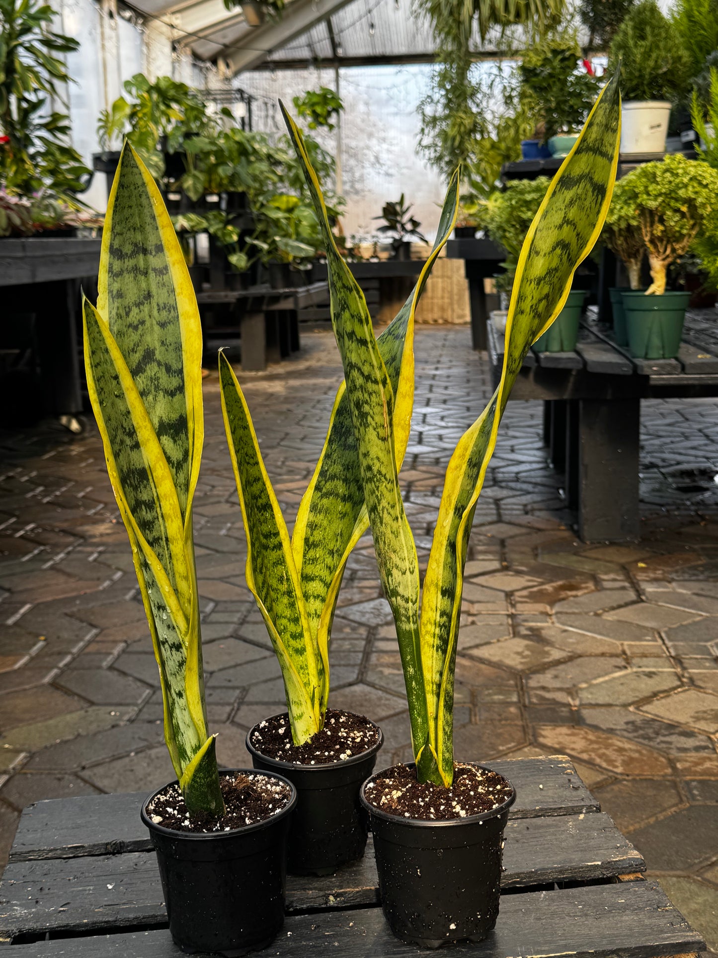Sansevieria | Laurentii Snake Plant - 4 Inch