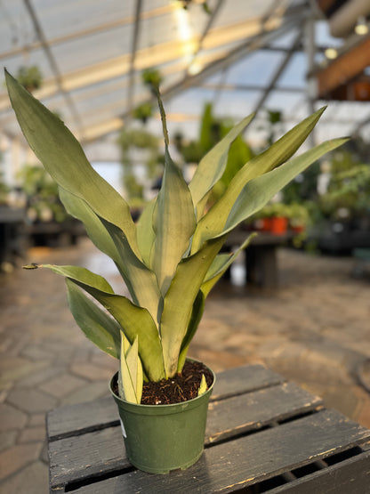 Sansevieria | Moonshine Snake Plant - 6 Inch