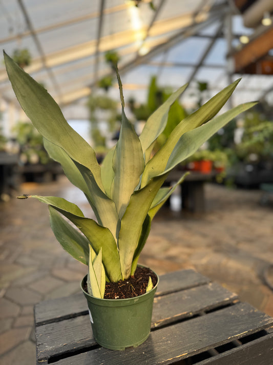 Sansevieria | Moonshine Snake Plant - 6 Inch