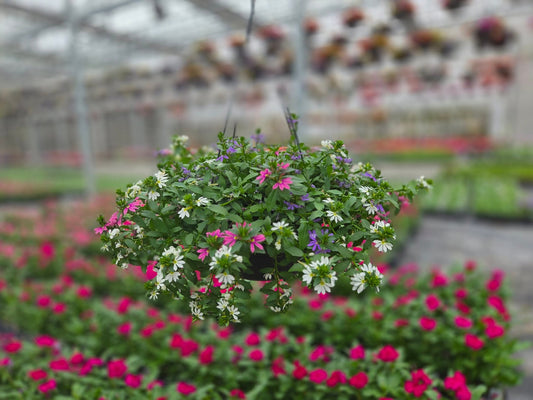 Scaevola | Dream Diva - Large Hanging Basket