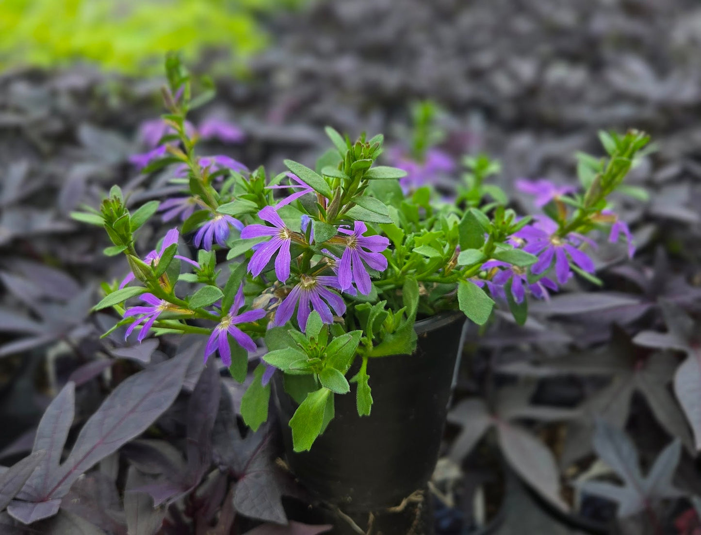 Scaevola | Surdiva - 1 Quart