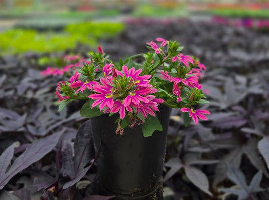 Scaevola | Surdiva - 1 Quart