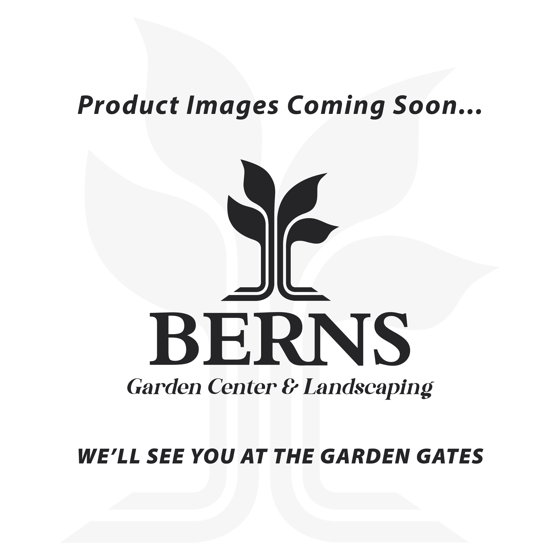 Golden Splendor Tree Tsuga | Golden Splendor Canadian Hemlock - 3 Gallon - Berns Garden Center