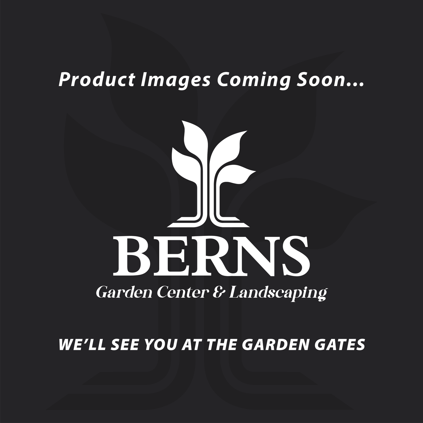 Prunus | Big Cis Plum - 10 Gallon