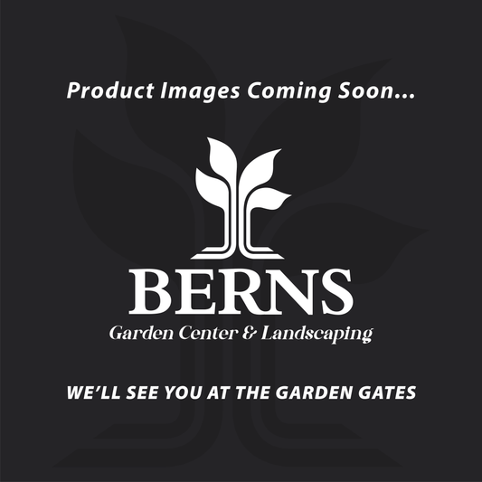 Ulmus | Seiju Lacebark Elm - 1 Gallon